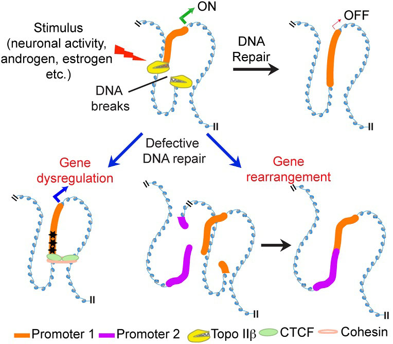 Graphic for Ram Madabhushi