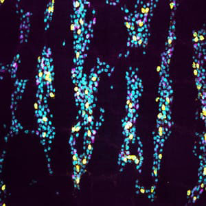 Graphic for Yuki Obata