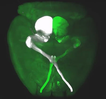 Graphic for Kevin (Kyung) Park