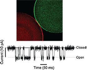 Graphic for Ruhma Syeda