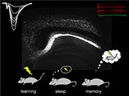 Graphic for Lenora Volk