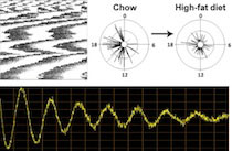 Graphic for Shin Yamazaki