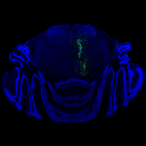 Tara Barron, Ph.D. Lab