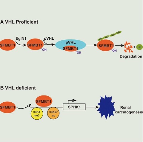 Qing Zhang, Ph.D. Lab