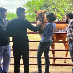 4 people gather around paddock gate to pet brown horse inside the fence