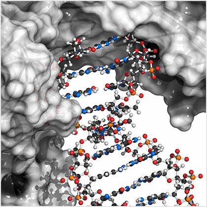 Poly (ADP-ribose) polymerase 1 (PARP-1) DNA damage detection