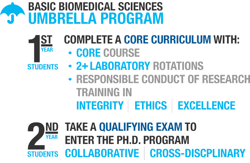Basic Biomedical Sciences Umbrella Program; First-year students complete a core curriculum with: Core Course, 2+ Laboratory Rotations; Responsible Conduct of Research Training in Integrity, Ethics, and Excellence. Second-year students take a qualifying exam to enter the Ph.D. program: Collaborative and Cross-Disciplinary