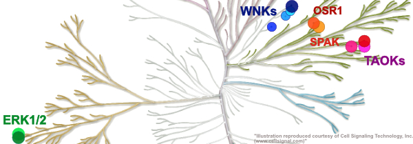 Portion of the human kinome map, a feathery branching structure. ERK 1 and 2 is labeled on a left branch, WNK, OSR, TAOK, and SPAK on a right branch