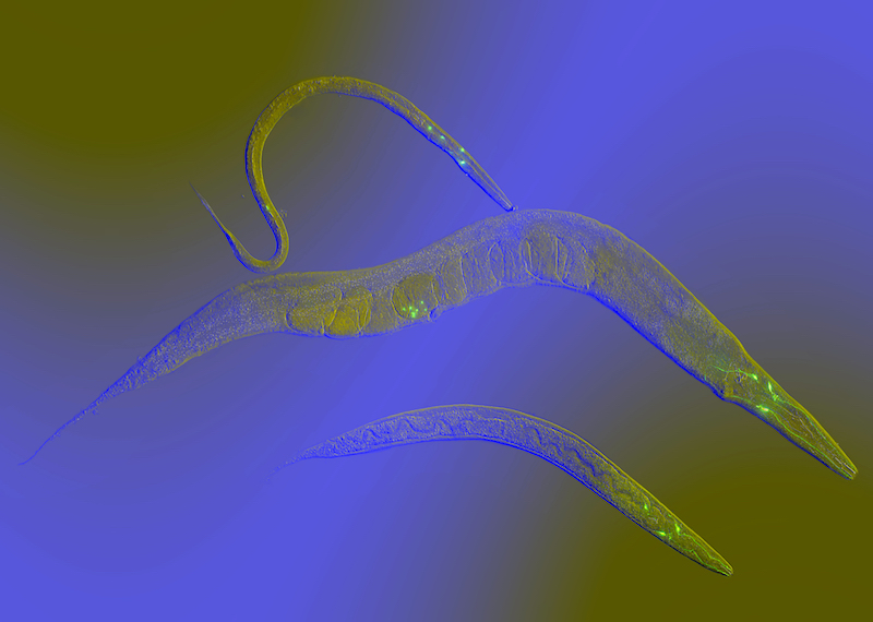 C. elegans (roundworms)