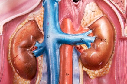 Artist rendering of human lungs