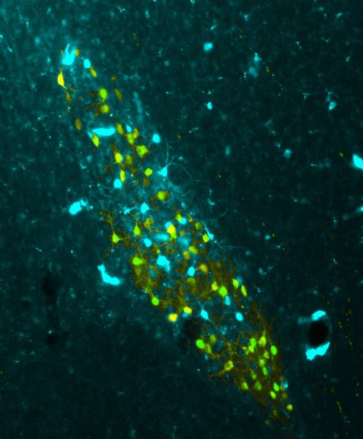 Scientists artificially encoded memories into birds by manipulating neuron activity between the NIf (pictured above) and the HVC brain regions. The birds used these memories to learn syllables of their song.
