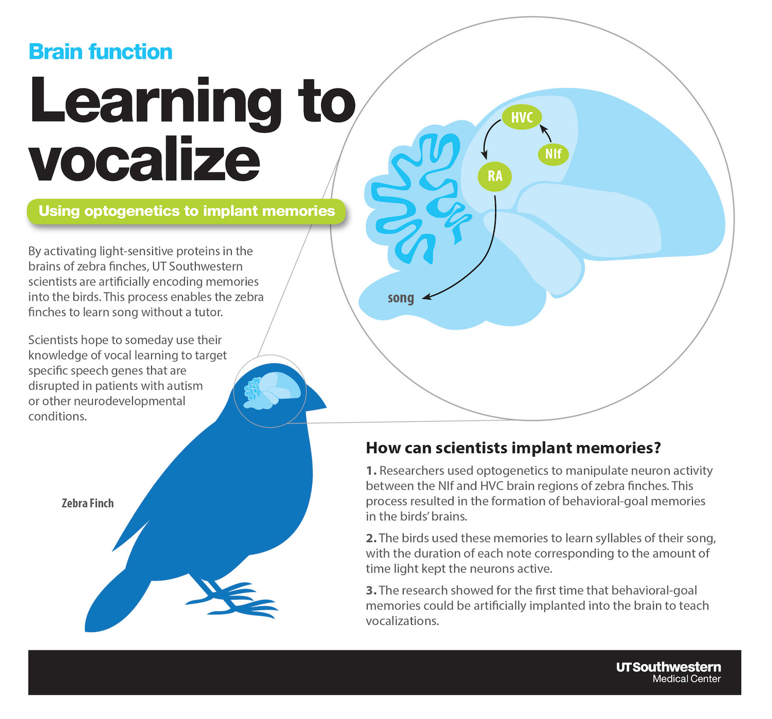 Vocal learning infographic: Learning to vocalize. Using optogenetics to implant memories
By activating light-sensitive proteins in the brains of zebra finches, UT Southwestern scientists are artificially encoding memories into the birds. This process enables the zebra finches to learn song without a tutor. Scientists hope to someday use their knowledge of vocal learning to target specific speech genes that are disrupted in patients with autism or other neurodevelopmental conditions. How can scientists implant memories? 1. Researchers used optogenetics to manipulate neuron activity between the NIf and HVC brain regions of zebra finches. This process resulted in the formation of behavioral-goal memories in the birds’ brains. 2. The birds used these memories to learn syllables of their song, with the duration of each note corresponding to the amount of time light kept the neurons active. 3. The research showed for the first time that behavioral-goal memories could be artificially implanted into the brain to teach vocalizations.