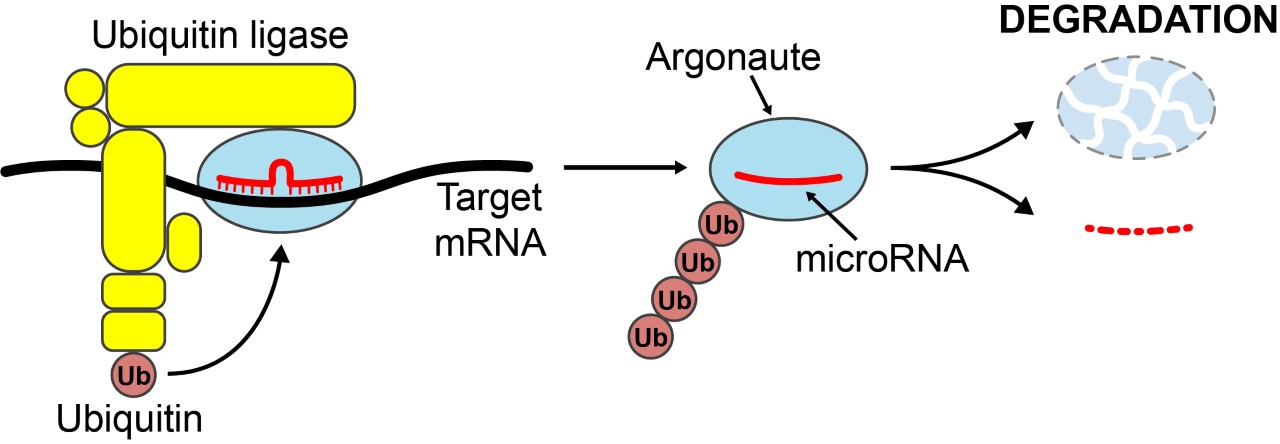Illustration of an assembly of proteins that form a ubiquitin ligase that targets microRNAs and their associated Argonaute proteins for degradation