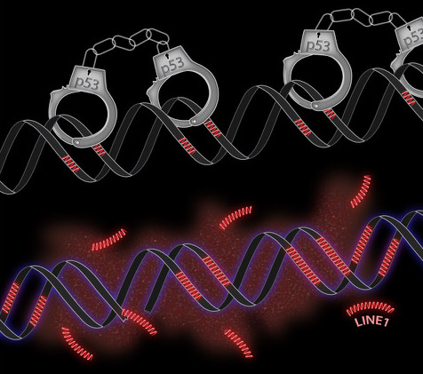 Retrotransposons are “handcuffed” by the tumor suppressor gene 