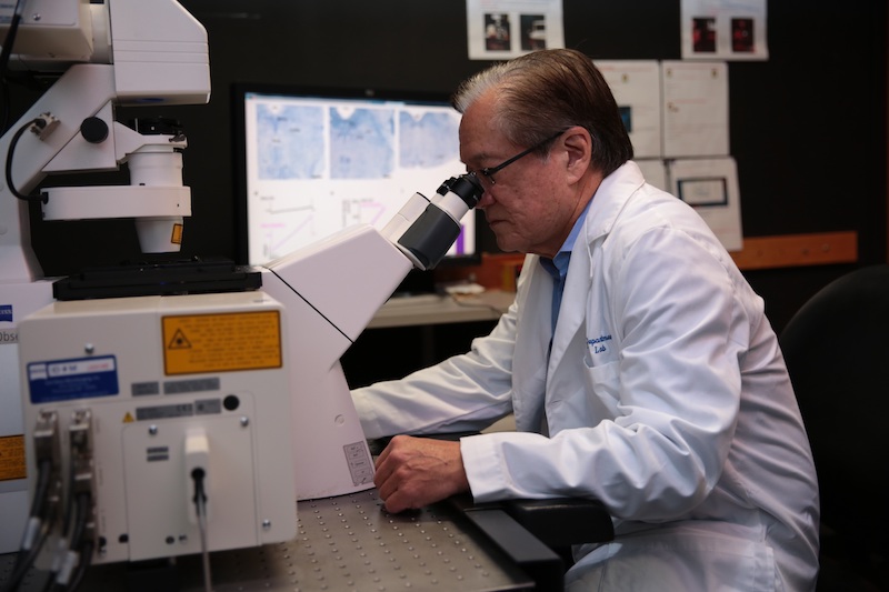 Dr. Joseph Takahashi looks into a microscope