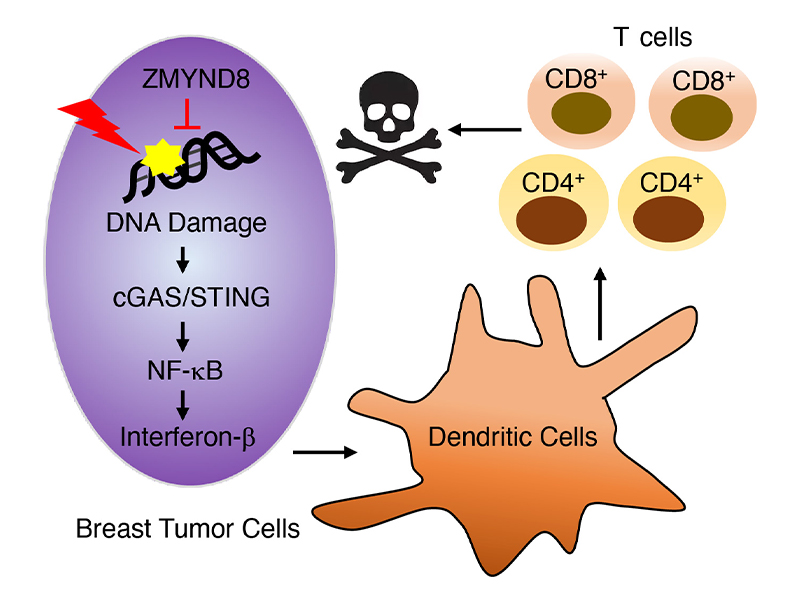 A UTSW study found the gene <em>ZMYND8</em> is a “safety guard” for genome stability that causes breast cancer cells to evade immunosurveillance for their growth.