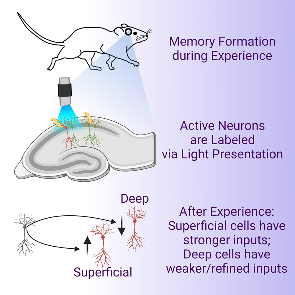 Drawing of a mouse next to text that reads memory formation during experience, below that is a drawing of a light shining on neurons alongside text that reads active neurons are labeled via light presentation, below that is a drawing of deep and superficial neurons alongside text that reads after experience: superficial cells have stronger inputs; deeper cells have weaker/refined inputs