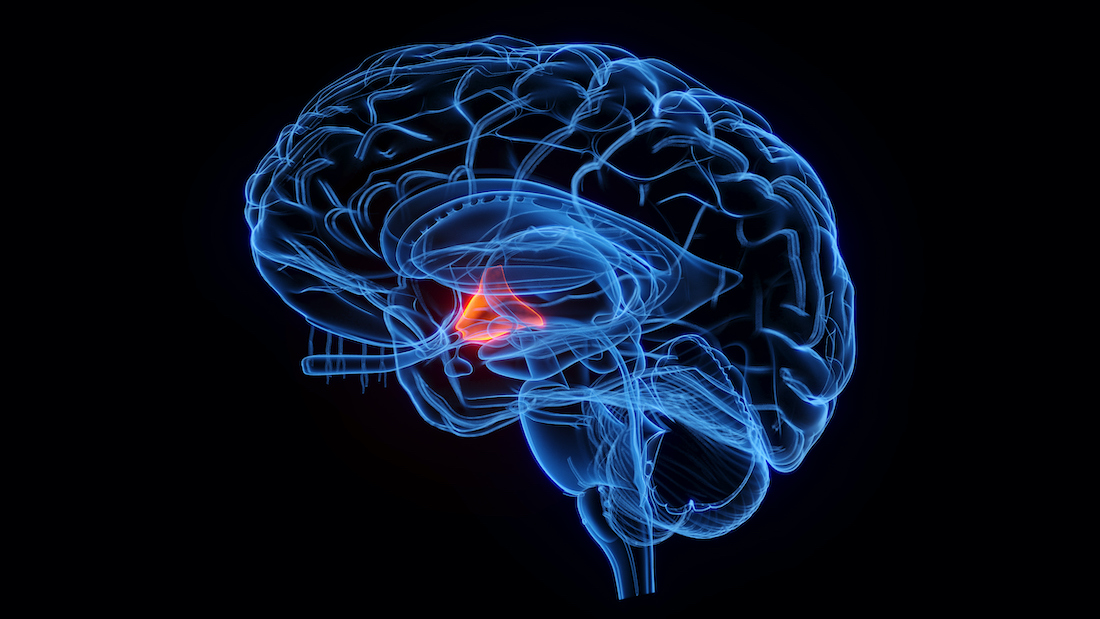 Hypothalamus, illustration