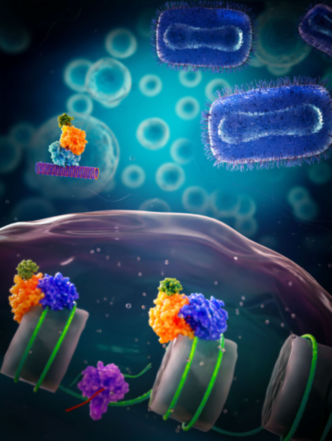A rendering illustrates the FEAR antiviral immune pathway