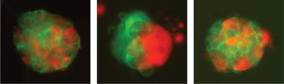 These images show aggregates formed from co-cultured stem cells of different species.