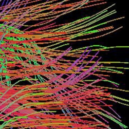 Biomedical Engineering