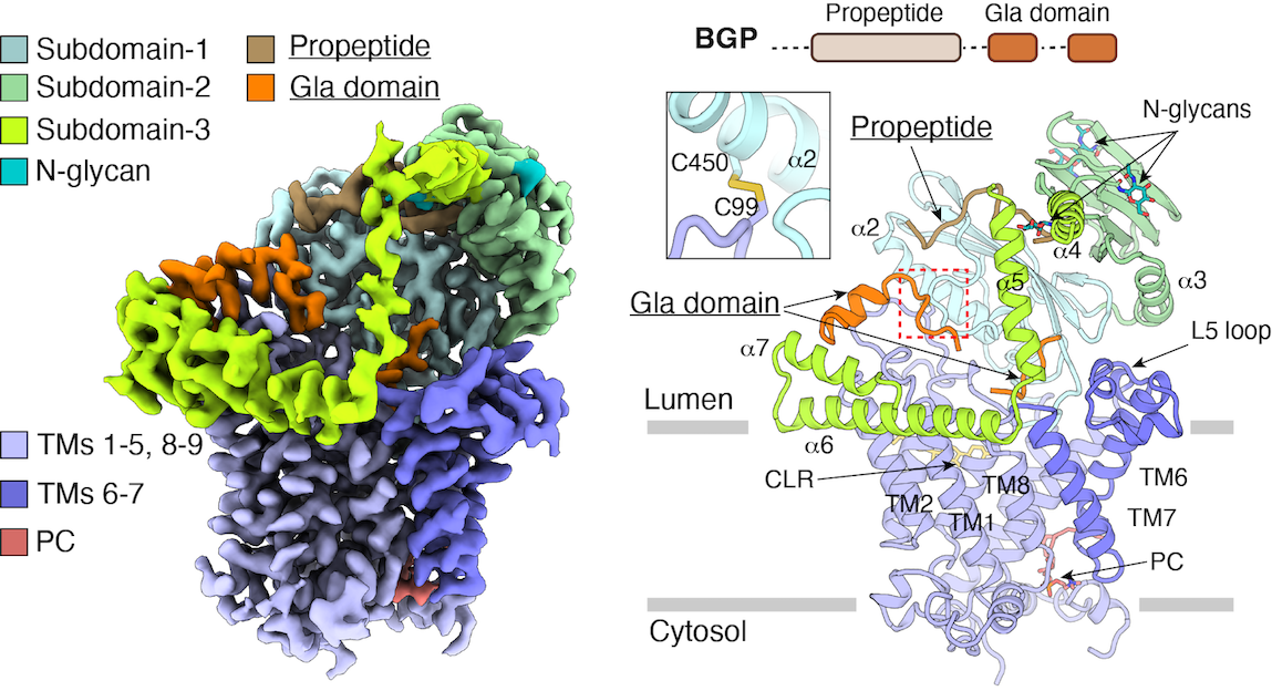 Structure and mechanism of vitamin-K-dependent γ-glutamyl carboxylase